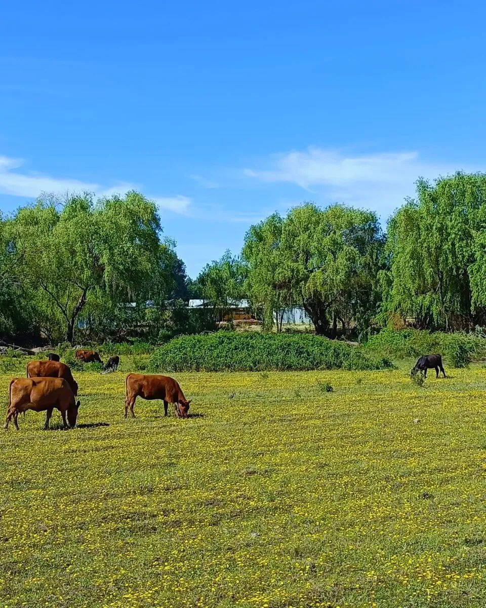 Venta Parcela Talca - Maule