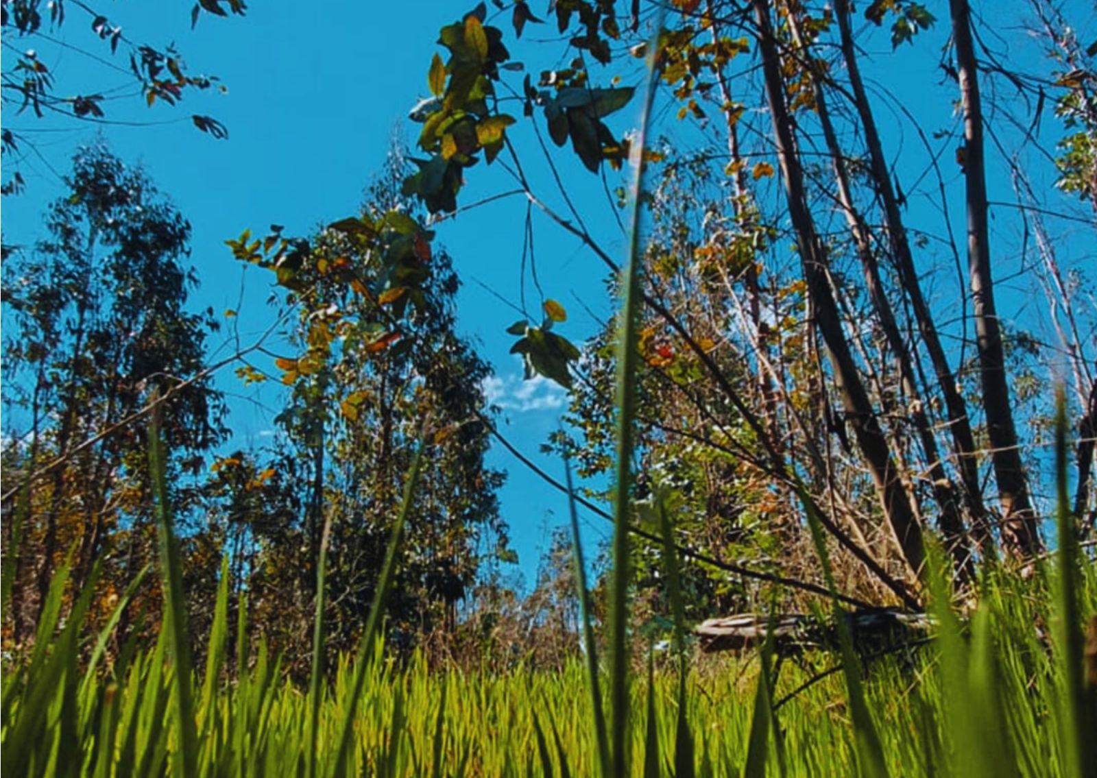 Venta Parcela Chillán - Ñuble