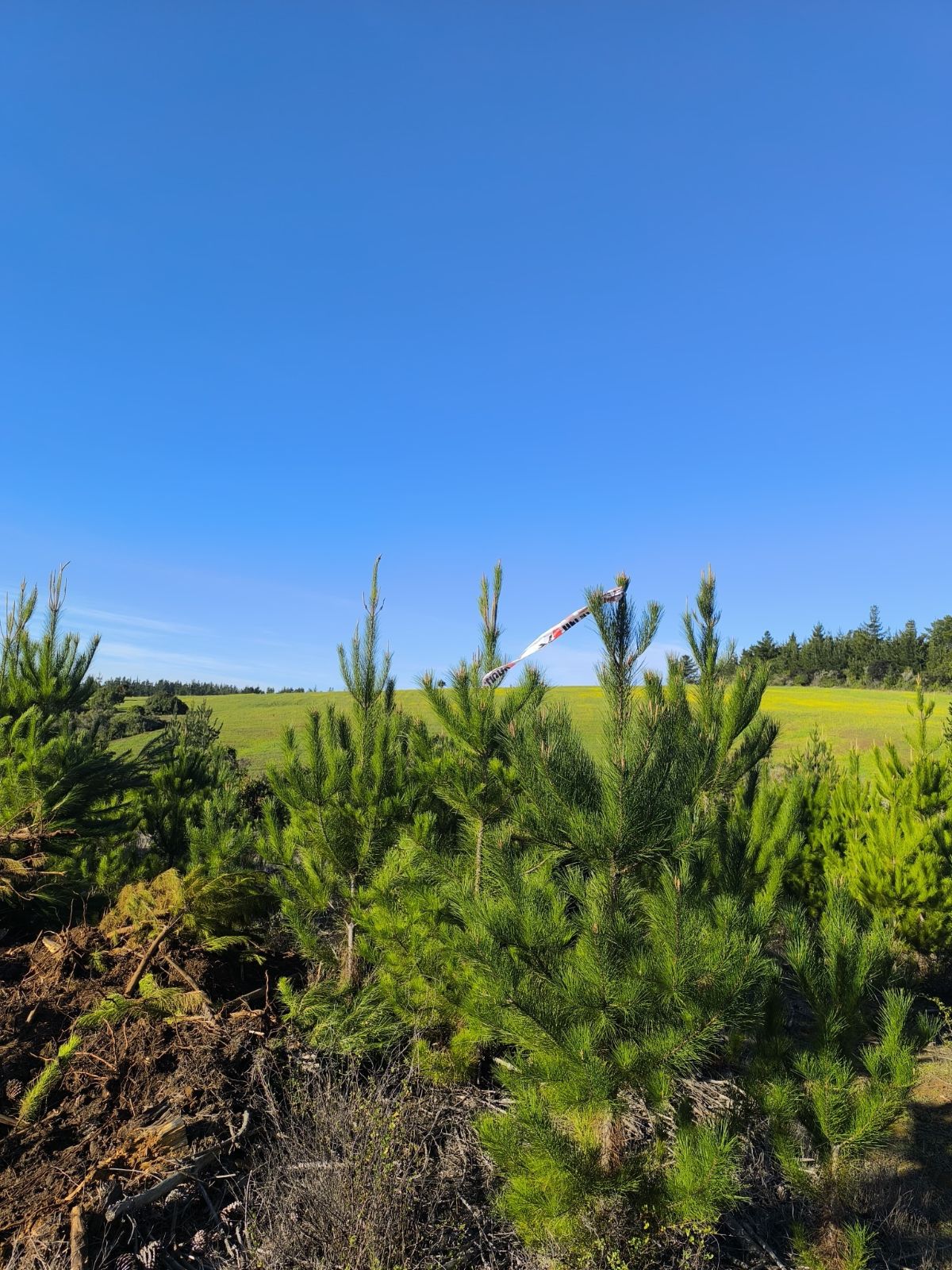 Venta Parcela Pichilemu - O'Higgins