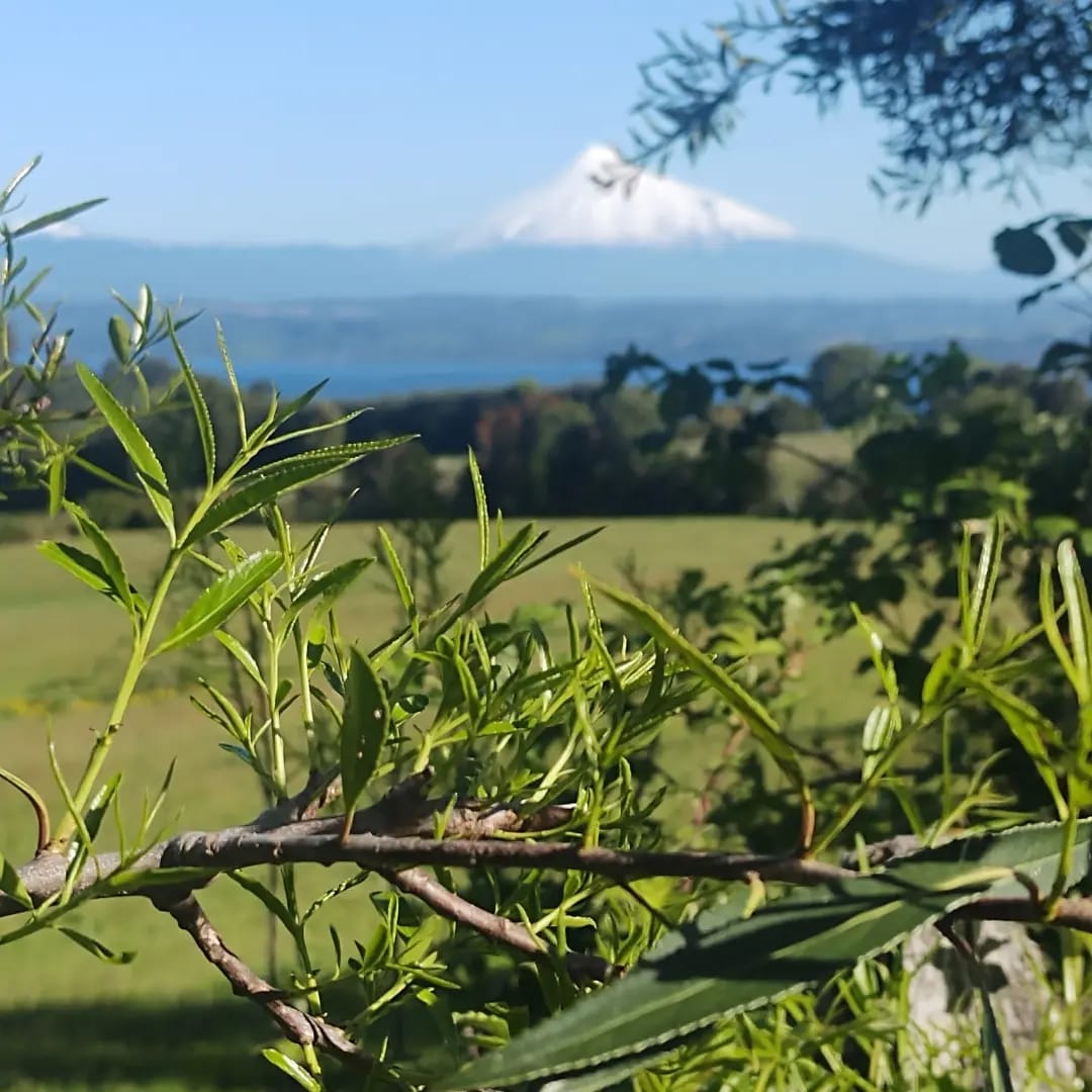 Venta Parcela Puerto Octay - Los Lagos