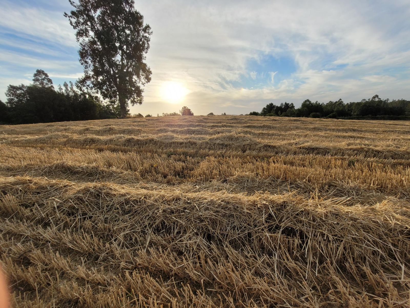 Venta Parcela Pitrufquén - La Araucanía
