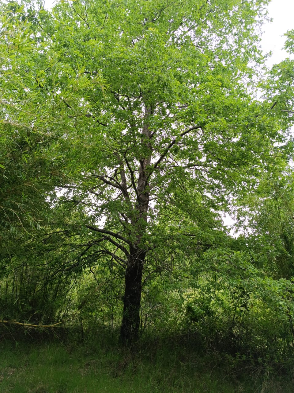 Venta Terreno Pinto - Ñuble