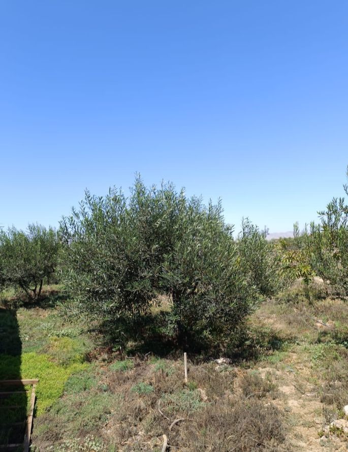 Venta Parcela Copiapó - Atacama