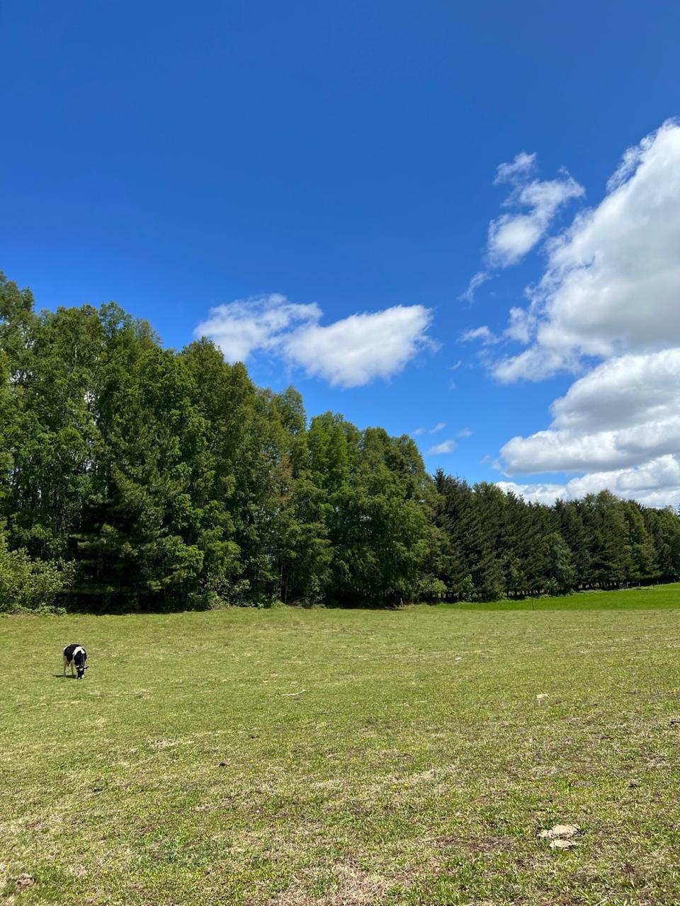 Venta Terreno Loncoche - La Araucanía