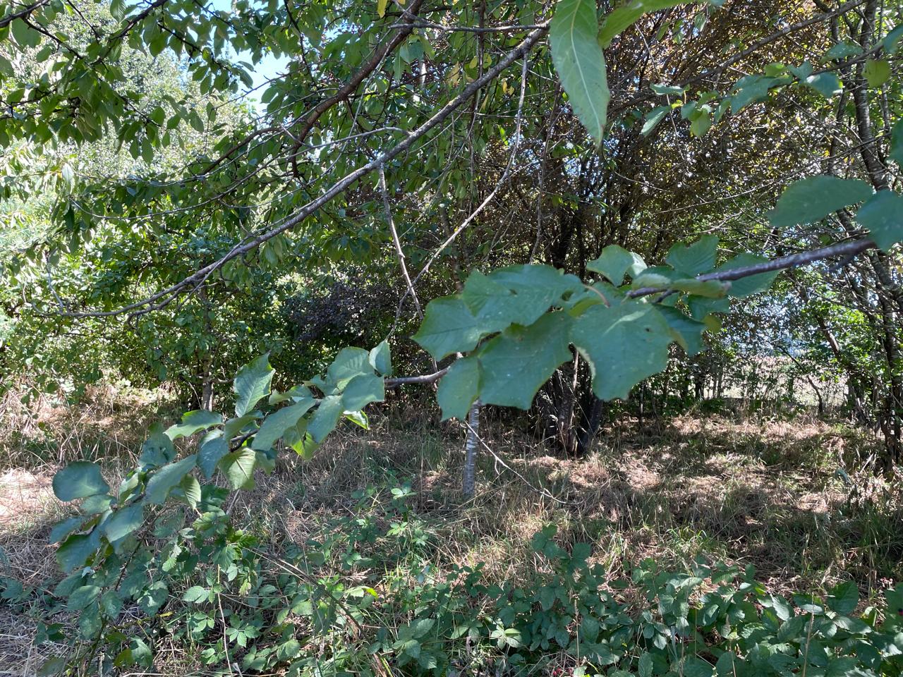 Terreno en Río Negro